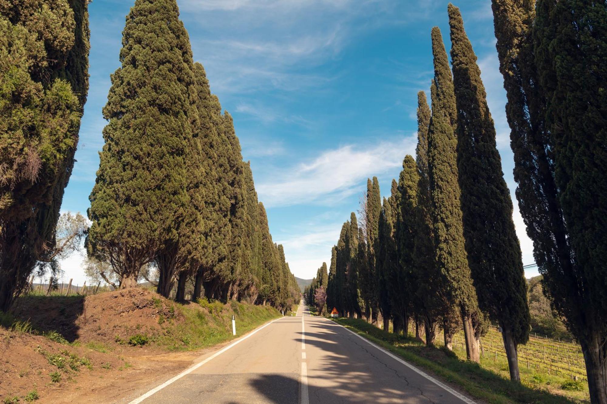 Bolgheri Countryhouse *